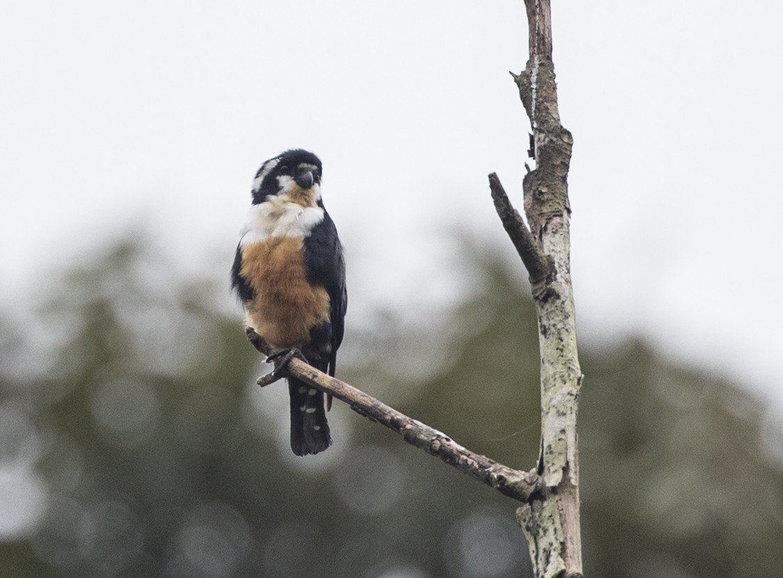 image Black-thighed Falconet